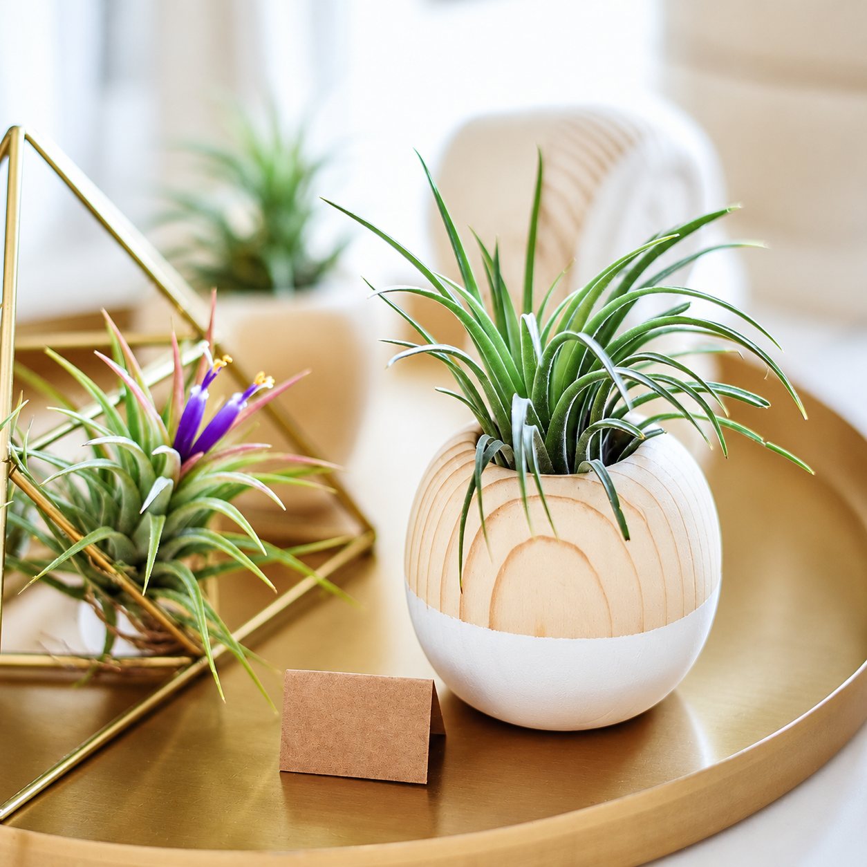 Une tillandsie plantée dans un petit pot rond en bois et blanc, posé sur un plateau doré à côté d'une structure géométrique en laiton et d'une autre plante en fleur.